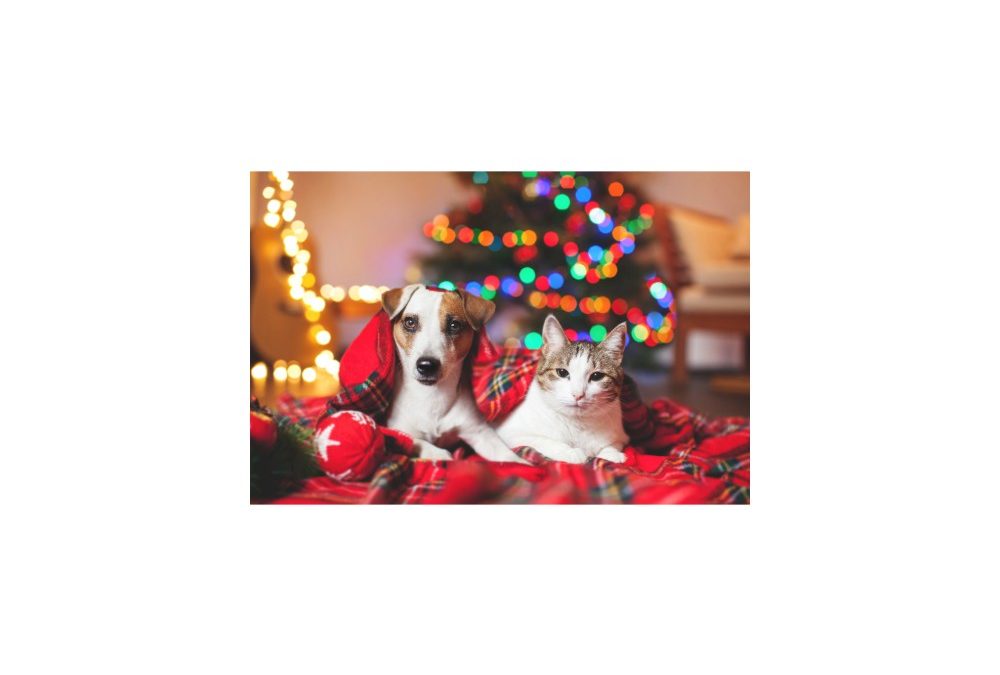 The Best Holiday Gift Ideas for Dog and Cat Lovers