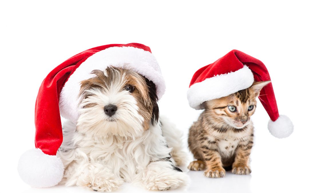 The Best Holiday Gift Ideas for Dog and Cat Lovers